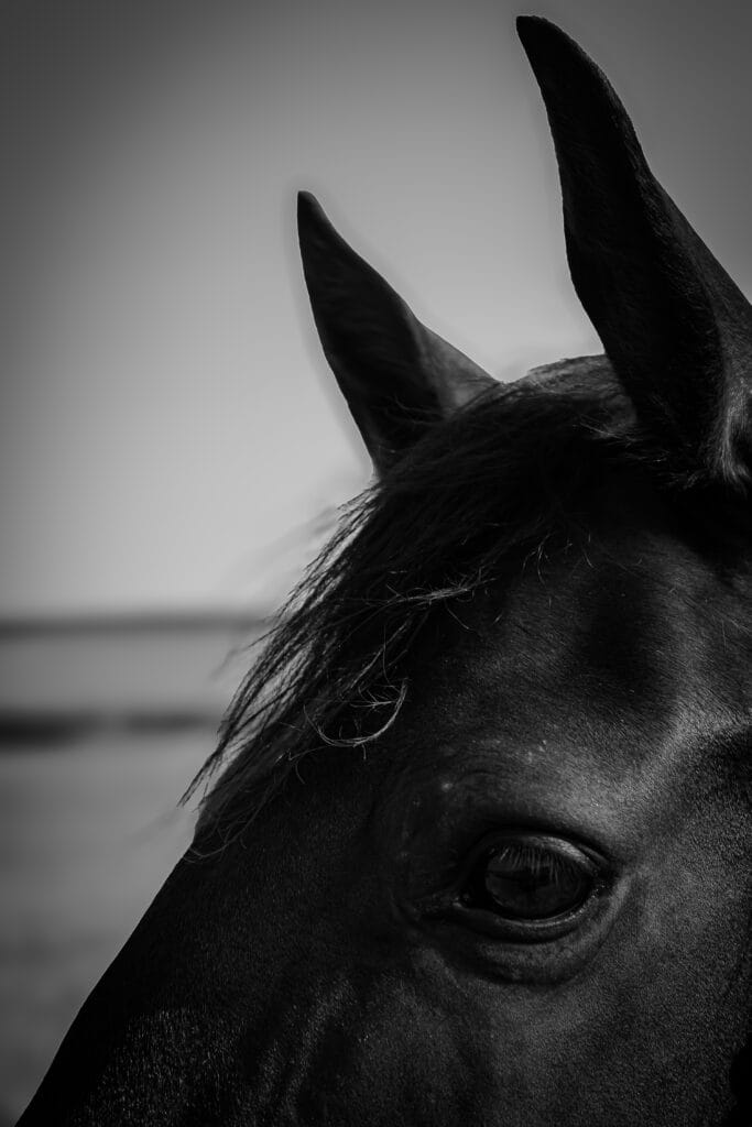 Séance animale avec Angeline et Gallene dans les Ardennes